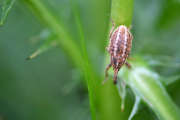 Thumbnail 257495 A