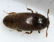 Thumbnail 258105 B