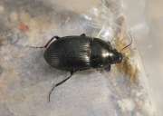 Thumbnail 258113 B