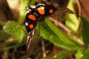 Thumbnail 258121 A