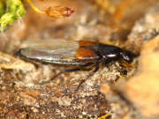 Thumbnail 258525 B