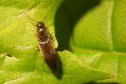 Thumbnail 258994 B