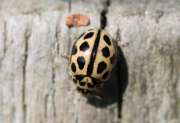 Thumbnail 259188 A