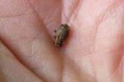 Thumbnail 259703 B