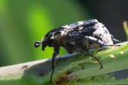 Thumbnail 260272 A