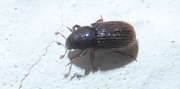 Thumbnail 262161 B