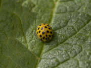 Thumbnail 262502 A