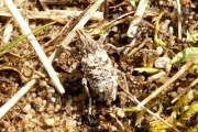 Thumbnail 263055 A