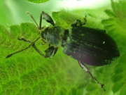 Thumbnail 263083 B
