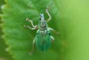 Thumbnail 263197 A