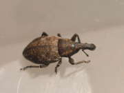 Thumbnail 263352 B