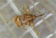 Thumbnail 263874 B