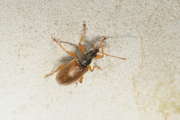 Thumbnail 263907 B