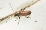 Thumbnail 263908 B