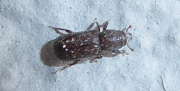 Thumbnail 263917 B