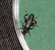 Thumbnail 263954 B