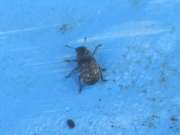 Thumbnail 264513 A