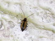 Thumbnail 265518 B