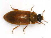 Thumbnail 265602 B