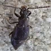 Thumbnail 267543 C