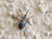Thumbnail 267774 B