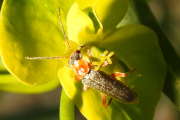 Thumbnail 267848 B