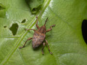 Thumbnail 267906 A