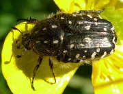 Thumbnail 267910 B