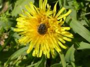 Thumbnail 268195 A