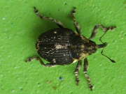 Thumbnail 268240 B