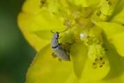 Thumbnail 268302 A