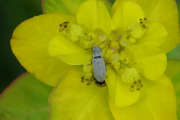 Thumbnail 268302 B