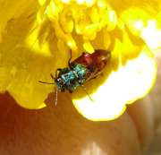 Thumbnail 268396 A