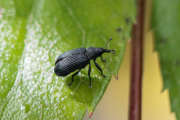Thumbnail 268581 A