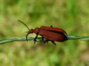 Thumbnail 268595 B