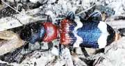 Thumbnail 268603