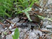 Thumbnail 268617 A