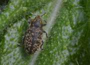 Thumbnail 268711 A