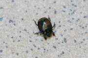 Thumbnail 268811 B
