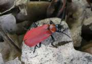 Thumbnail 269330 A