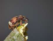 Thumbnail 270120 A