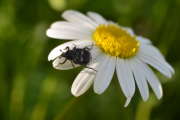 Thumbnail 270970