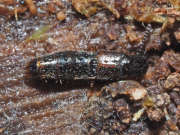 Thumbnail 271052 B