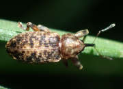 Thumbnail 271073 A
