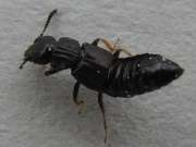 Thumbnail 271446 B