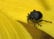 Thumbnail 271466 B