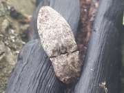 Thumbnail 271635 A
