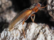 Thumbnail 271805 B