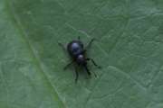 Thumbnail 272901 B