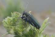 Thumbnail 273189 B